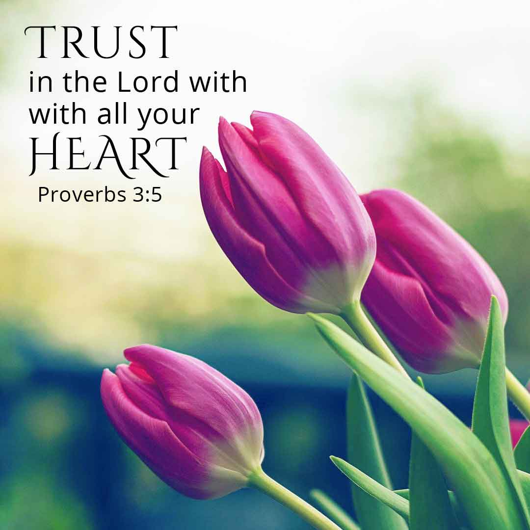 proverbs 3:5 daily bible scripture verse